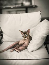 Lost Male Cat last seen Foxfire Woods community, Gainesville, FL 32606