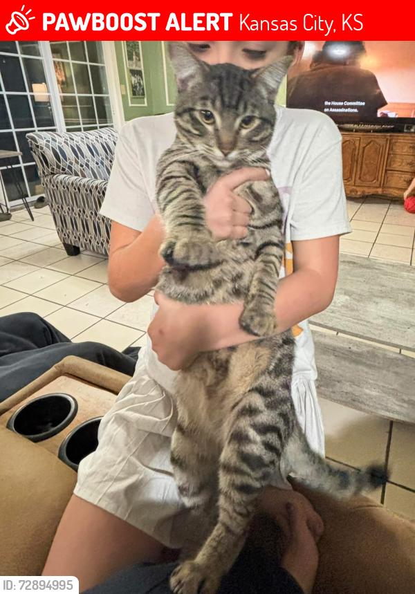 Lost Male Cat last seen S 25th & Strong Ave residential neighborhood near Walmart Neighborhood Market , Kansas City, KS 66106