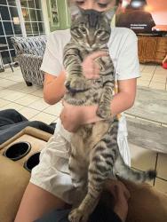 Lost Male Cat last seen S 25th & Strong Ave residential neighborhood near Walmart Neighborhood Market , Kansas City, KS 66106
