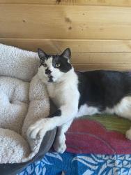 Lost Male Cat last seen Devon and Alhambra, Pleasant Hill, CA 94523