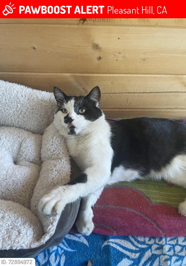 Lost Male Cat last seen Devon and Alhambra, Pleasant Hill, CA 94523