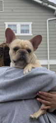 Found/Stray Male Dog last seen Near Washington park. Between grand and Palomar in Pomona at 4:20pm today , Pomona, CA 91799