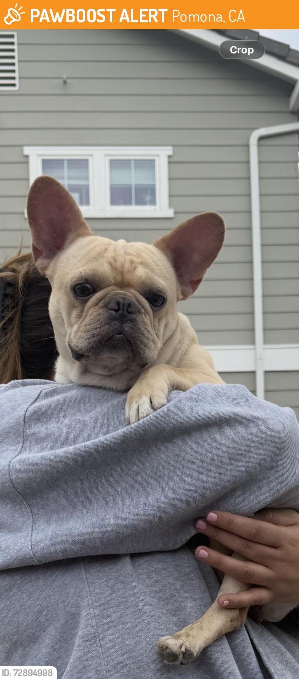 Found/Stray Male Dog last seen Near Washington park. Between grand and Palomar in Pomona at 4:20pm today , Pomona, CA 91799