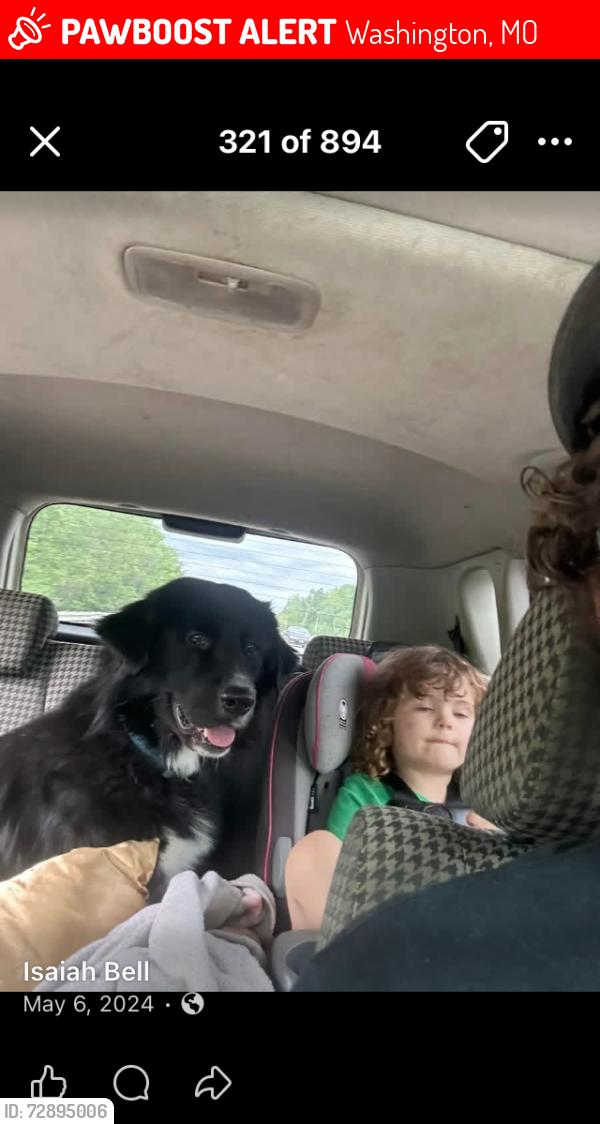 Lost Male Dog last seen Washing, Washington, MO 63090