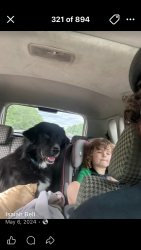 Lost Male Dog last seen Washing, Washington, MO 63090