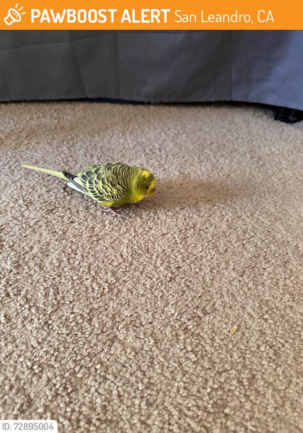 Found/Stray Unknown Bird last seen Lake Chabot Rd, San Leandro, CA 94578