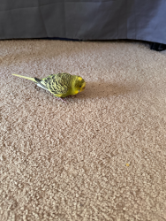 Found/Stray Unknown Bird last seen Lake Chabot Rd , San Leandro, CA 94578
