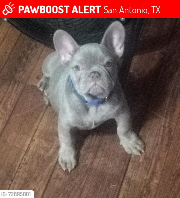Lost Male Dog last seen Delmar/ Gevers, San Antonio, TX 78210