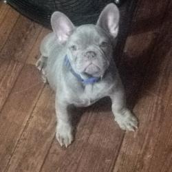 Lost Male Dog last seen Delmar/ Gevers, San Antonio, TX 78210