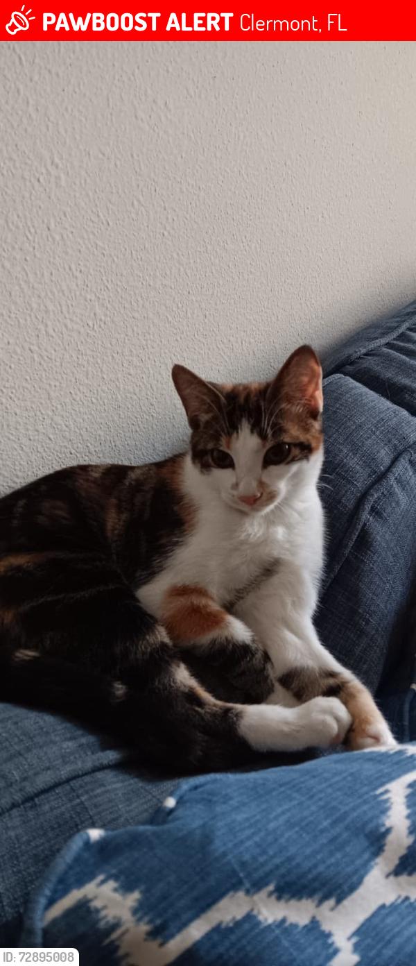 Lost Female Cat last seen Highway 192, Clermont, FL 34714