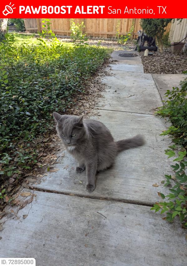 Lost Male Cat last seen Park Forest neighborhood , San Antonio, TX 78230