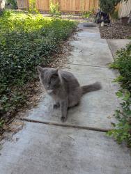 Lost Male Cat last seen Park Forest neighborhood , San Antonio, TX 78230