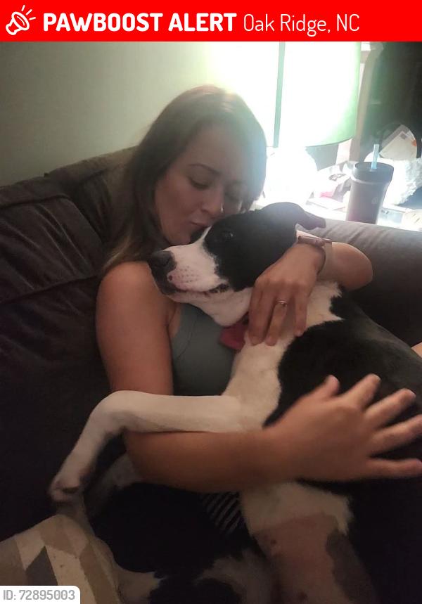 Lost Female Dog last seen Alcorn, Peeples, Crutchfield , Oak Ridge, NC 27310