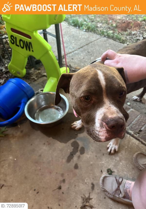 Found/Stray Male Dog last seen Manley and Everett Jones, Madison County, AL 35750