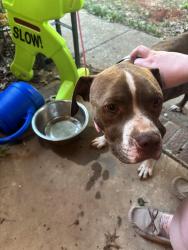 Found/Stray Male Dog last seen Manley and Everett Jones, Madison County, AL 35750