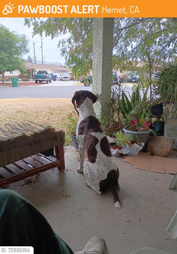 Found/Stray Male Dog last seen Academy & Ramona , Hemet, CA 92544