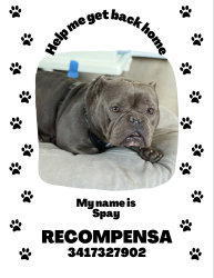 Reunited Male Dog last seen Heather drive, San Pablo CA, San Pablo, CA 94806