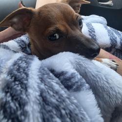 Lost Male Dog last seen 33rd St and ave H, Temple, TX 76504