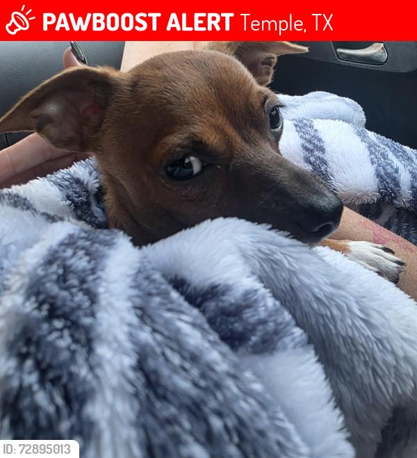 Lost Male Dog last seen 33rd St and ave H, Temple, TX 76504