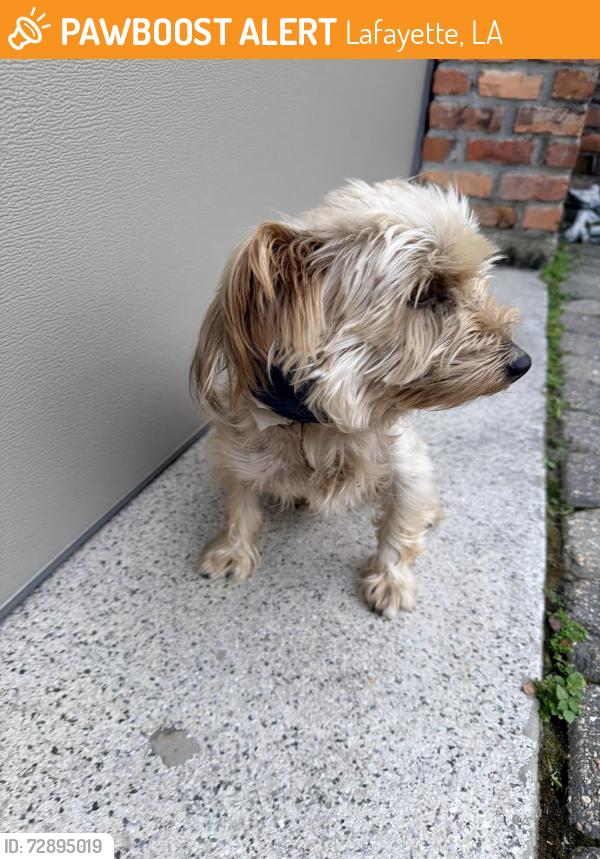 Found/Stray Male Dog last seen Pinhook and Oil Center, Lafayette, LA 70503