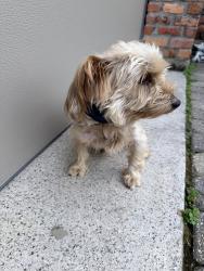 Found/Stray Male Dog last seen Pinhook and Oil Center, Lafayette, LA 70503