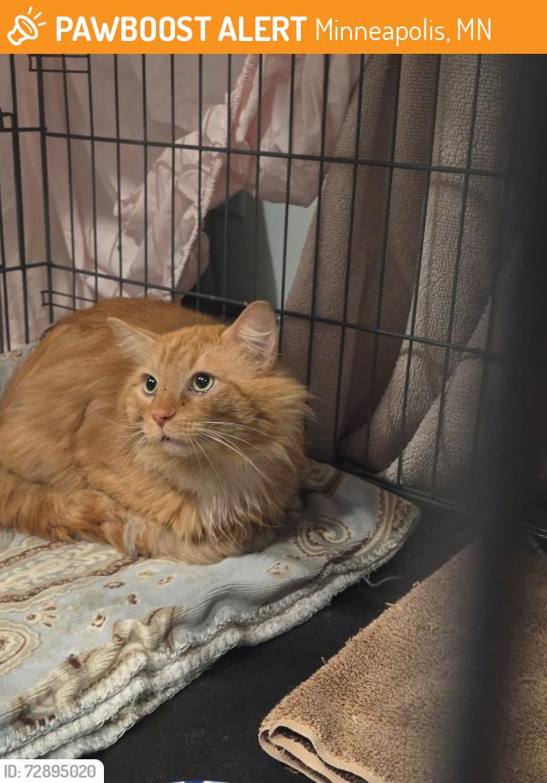 Found/Stray Male Cat last seen 46th St and Blaisdell Ave. S., Minneapolis, MN 55419
