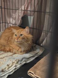 Found/Stray Male Cat last seen 46th St and Blaisdell Ave. S., Minneapolis, MN 55419