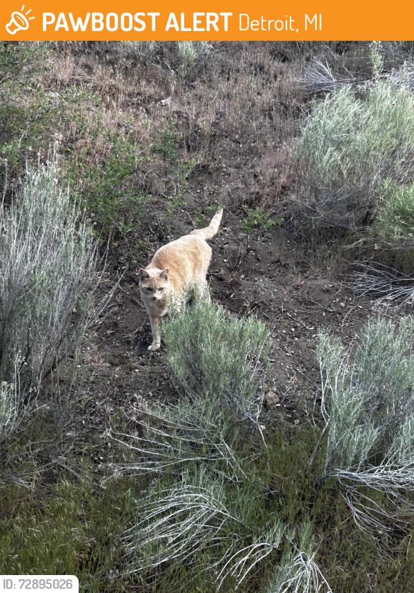 Found/Stray Unknown Cat last seen Farewell park, Bend, OR 97702