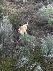 Found/Stray Unknown Cat last seen Farewell park, Bend, OR 97702