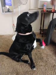 Reunited Female Dog last seen O'Reilly's 23rd Street Independence MO , Independence, MO 64055