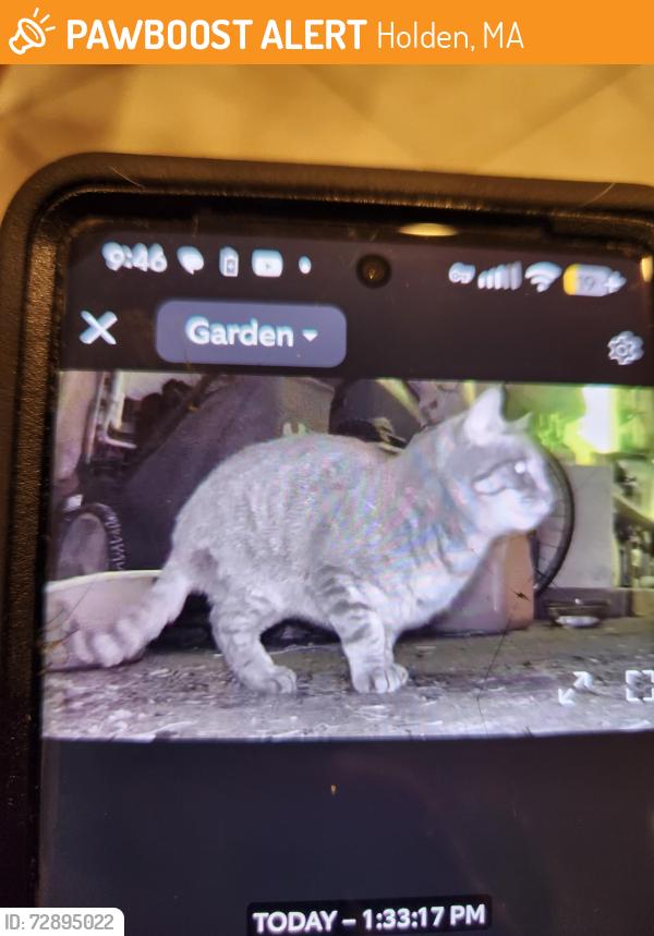 Found/Stray Unknown Cat last seen Birchwood, Pilgrim dr, Holden, MA 01520
