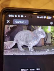 Found/Stray Unknown Cat last seen Birchwood, Pilgrim dr, Holden, MA 01520