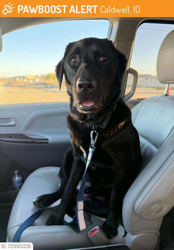 Found/Stray Male Dog last seen Marsing road, Caldwell, ID 83607