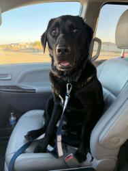 Found/Stray Male Dog last seen Marsing road, Caldwell, ID 83607