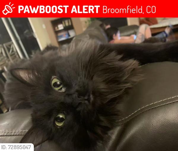 Lost Female Cat last seen Zuni and 144th, Broomfield, CO 80023