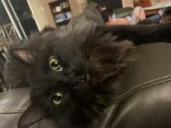 Lost Female Cat last seen Zuni and 144th, Broomfield, CO 80023