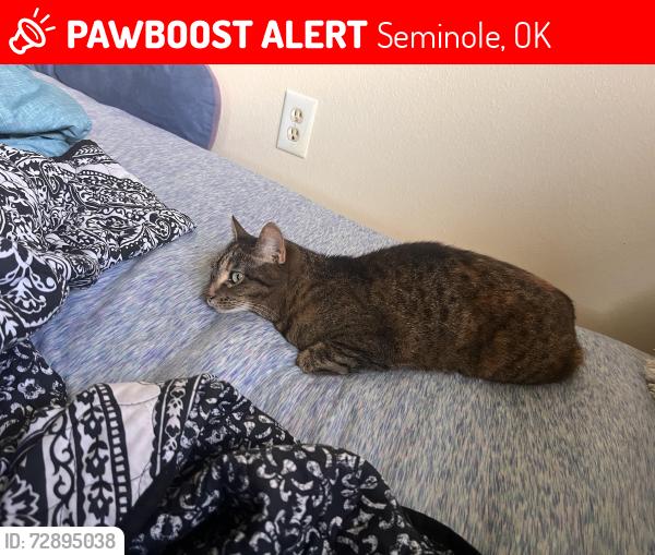 Lost Female Cat last seen Seminole church of god, Seminole, OK 74868