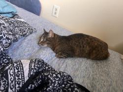 Lost Female Cat last seen Seminole church of god, Seminole, OK 74868