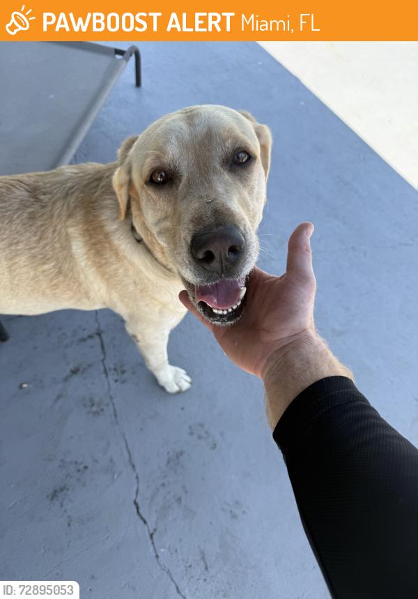 Found/Stray Female Dog last seen Found wandering by the park, Miami, FL 33177
