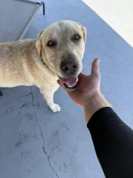 Found/Stray Female Dog last seen Found wandering by the park, Miami, FL 33177
