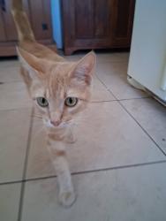 Lost Female Cat last seen on what used to be jaffe bros property, soon before the valley market shopping centre, Valley Center, CA 92082