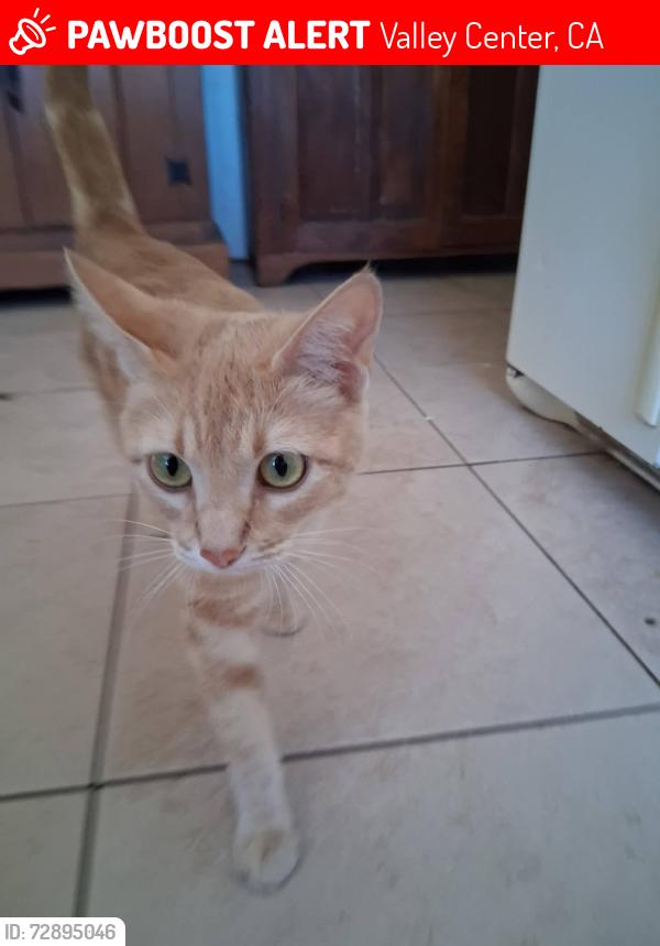 Lost Female Cat last seen on what used to be jaffe bros property, soon before the valley market shopping centre, Valley Center, CA 92082