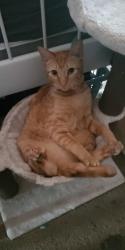 Lost Female Cat last seen Brentwood ests in Carmichael , Carmichael, CA 95609