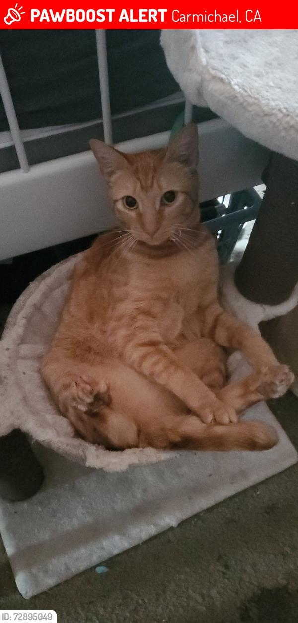 Lost Female Cat last seen Brentwood ests in Carmichael , Carmichael, CA 95609