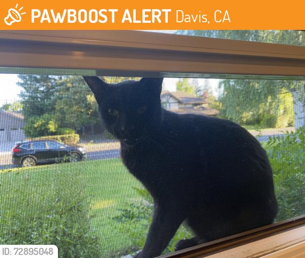 Found/Stray Unknown Cat last seen Mace blvd, Davis, CA 95618
