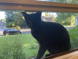 Found/Stray Unknown Cat last seen Mace blvd, Davis, CA 95618