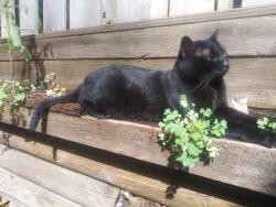 Lost Male Cat last seen Pennock and 145th , Apple Valley, MN 55124
