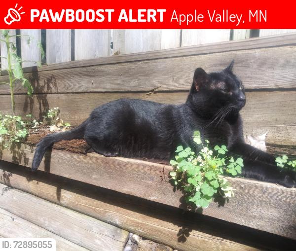 Lost Male Cat last seen Pennock and 145th , Apple Valley, MN 55124