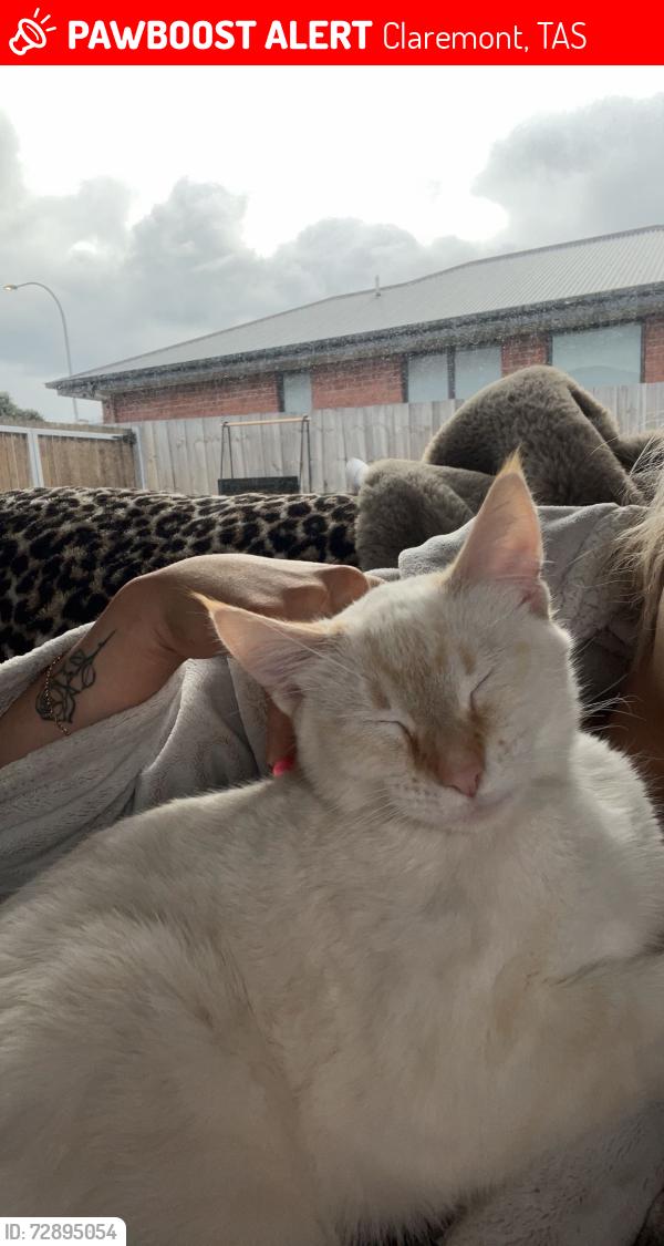 Lost Male Cat last seen Claremont Park, Claremont, TAS 7011
