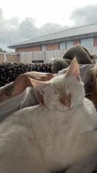 Lost Male Cat last seen Claremont Park, Claremont, TAS 7011